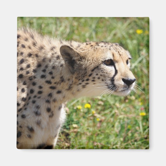 Portrait of African Cheetah  Magnet (Front)