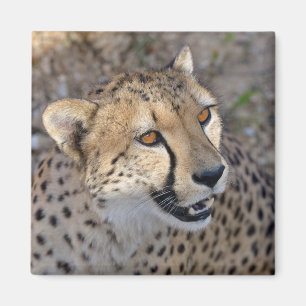 Portrait of African Cheetah Magnet