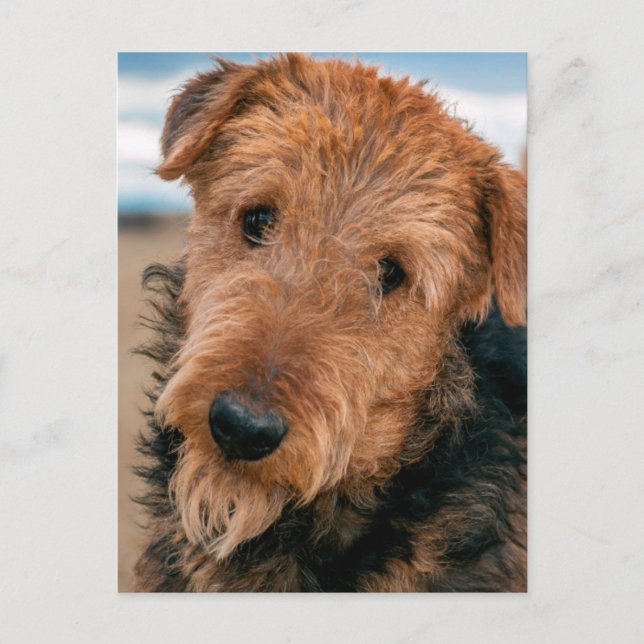 Portrait of an Airedale Terrier 2 Postcard (Front)