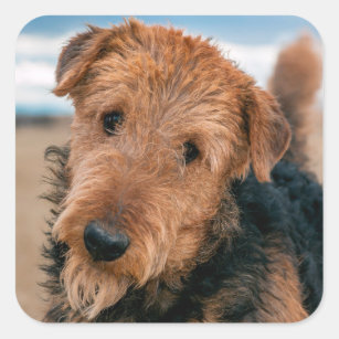 Portrait of an Airedale Terrier 2 Square Sticker