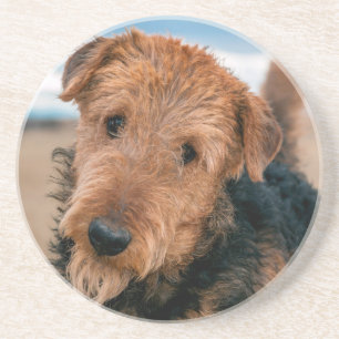 Portrait of an Airedale Terrier Coaster