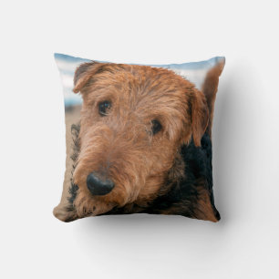 Portrait of an Airedale Terrier Cushion