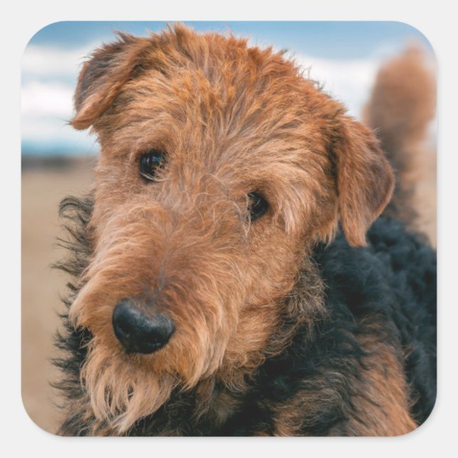 Portrait of an Airedale Terrier Square Sticker (Front)