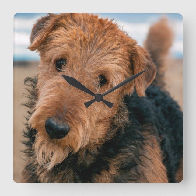 Portrait of an Airedale Terrier Square Wall Clock (Front)