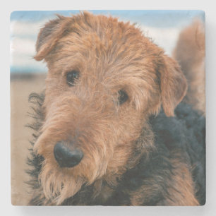 Portrait of an Airedale Terrier Stone Coaster