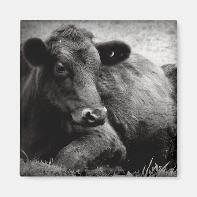 Portrait of an Angus Magnet (Front)