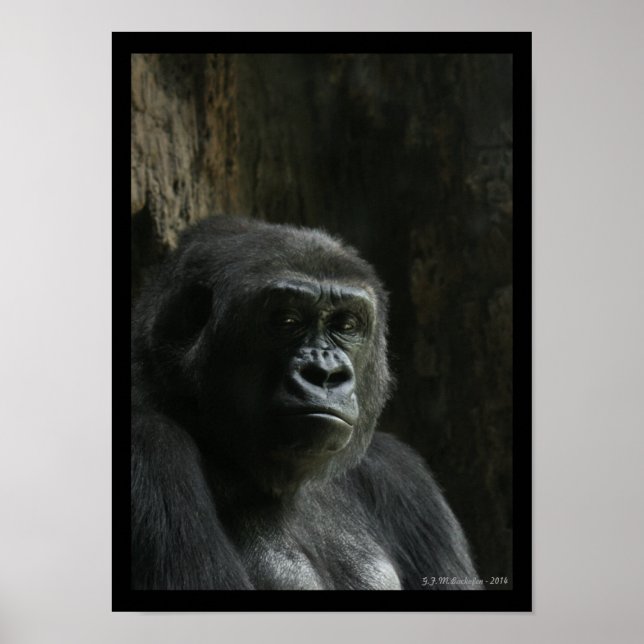 Portrait of an Ape Poster (Front)