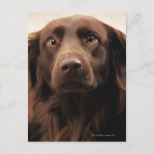 Portrait of an apprehensive young female postcard