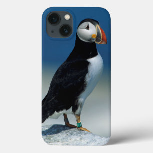 Portrait of an Atlantic Puffin iPhone 13 Case