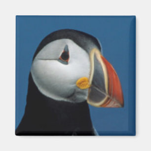 Portrait of an Atlantic Puffin Magnet