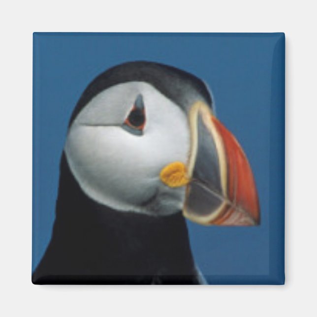 Portrait of an Atlantic Puffin Magnet (Front)