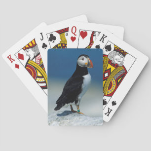 Portrait of an Atlantic Puffin Playing Cards
