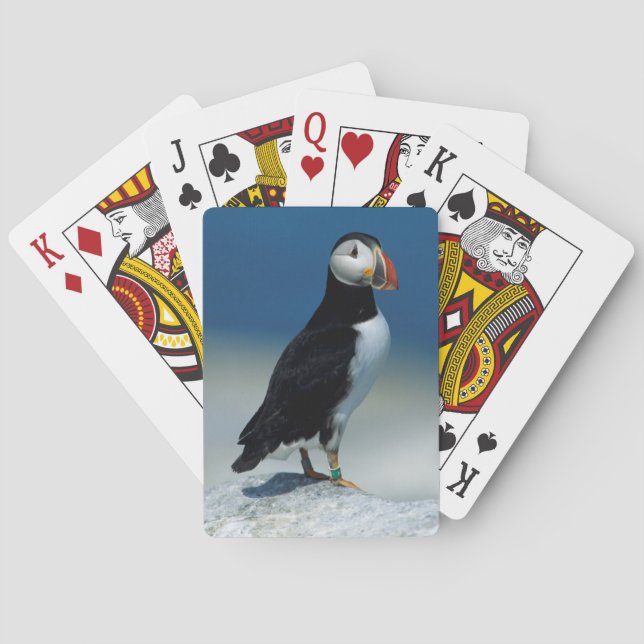 Portrait of an Atlantic Puffin Playing Cards (Back)