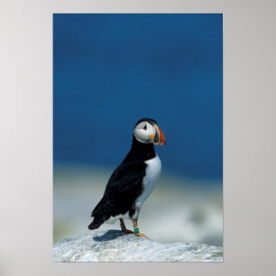 Portrait of an Atlantic Puffin Poster