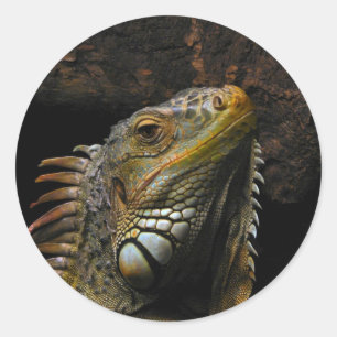 Portrait of an Iguana Classic Round Sticker