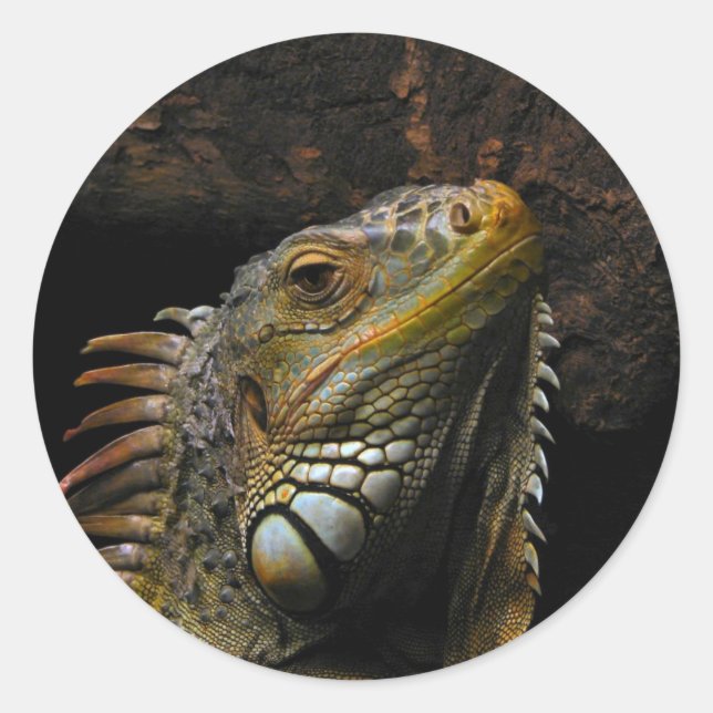 Portrait of an Iguana Classic Round Sticker (Front)