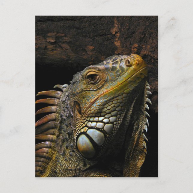 Portrait of an Iguana Postcard (Front)