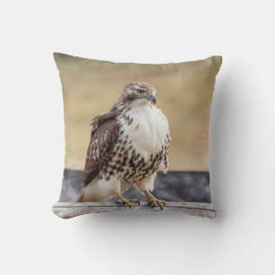 Portrait of an Immature Red Tailed Hawk Cushion