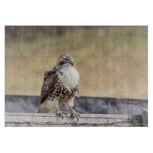 Portrait of an Immature Red Tailed Hawk Cutting Board