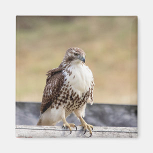 Portrait of an Immature Red Tailed Hawk Magnet