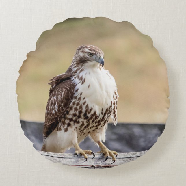 Portrait of an Immature Red Tailed Hawk Round Cushion (Front)