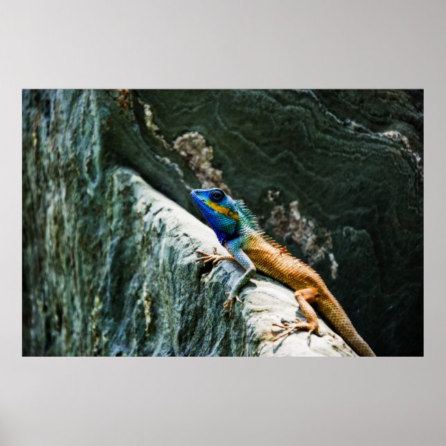 Portrait of An Oriental Garden Lizard - Poster (Front)