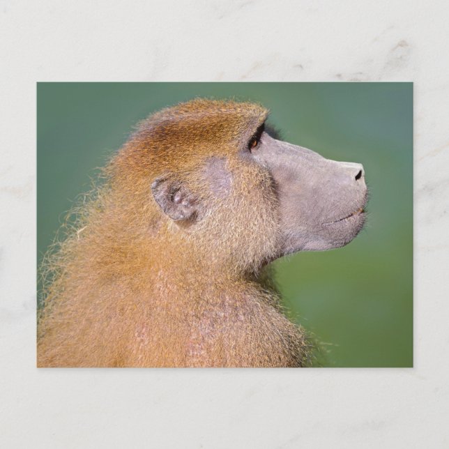 Portrait of baboon postcard (Front)
