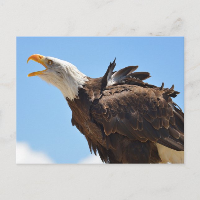 Portrait of bald eagle postcard (Front)