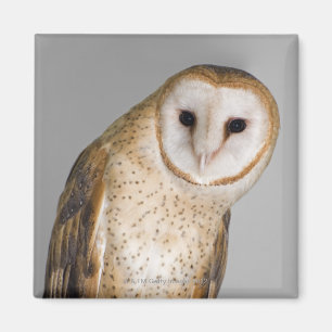Portrait of barn owl (Tyto alba). Magnet