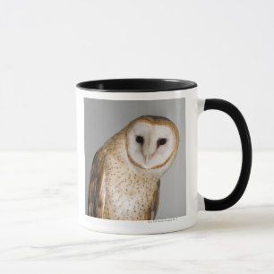 Portrait of barn owl (Tyto alba). Mug