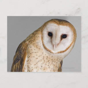 Portrait of barn owl (Tyto alba). Postcard