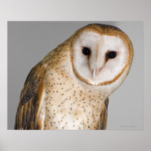 Portrait of barn owl (Tyto alba). Poster