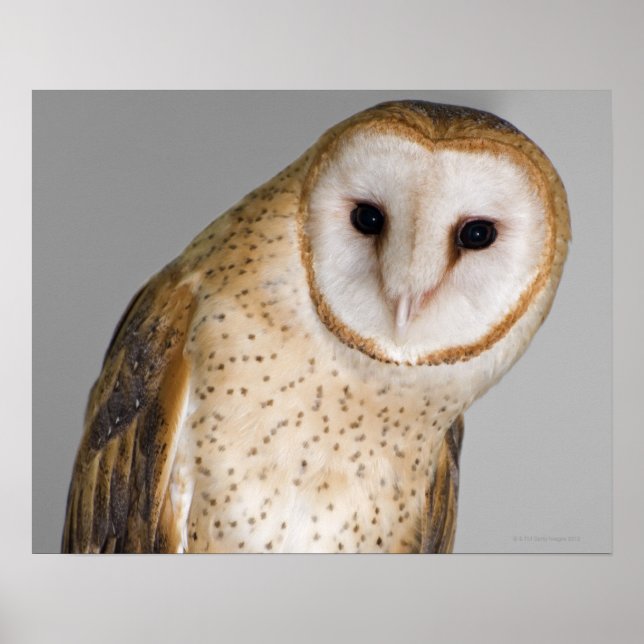Portrait of barn owl (Tyto alba). Poster (Front)