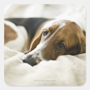 Portrait of Bassett, Washington 2 Square Sticker