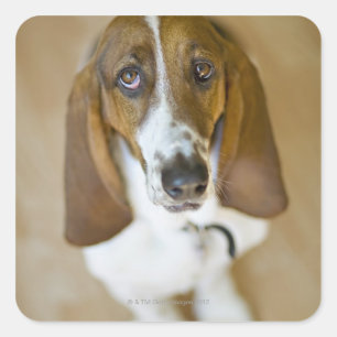 Portrait of Bassett, Washington Square Sticker