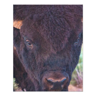 Portrait Of Bill Photo Print