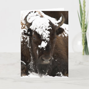 Portrait of Bison Covered in Snow Holiday Card