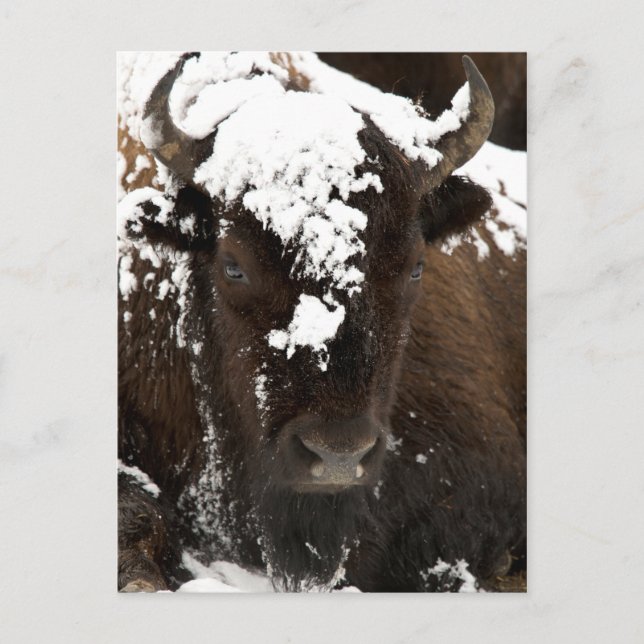 Portrait of Bison Covered in Snow Holiday Postcard (Front)
