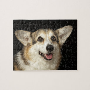 Portrait of black, brown and white Corgi Jigsaw Puzzle