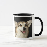 Portrait of black, brown and white Corgi