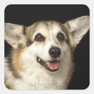 Portrait of black, brown and white Corgi Square Sticker