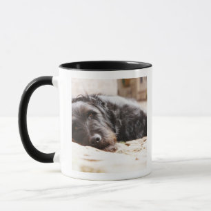 portrait of black dog lying in yard mug