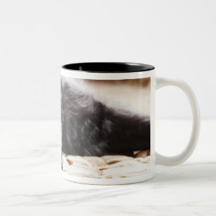 portrait of black dog lying in yard Two-Tone coffee mug