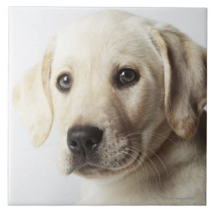 Portrait of blonde Labrador Retriever Puppy Ceramic Tile