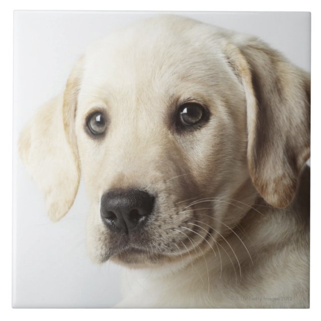 Portrait of blonde Labrador Retriever Puppy Ceramic Tile (Front)