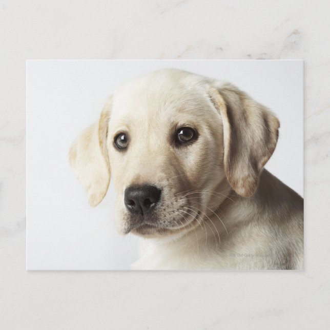Portrait of blonde Labrador Retriever Puppy Postcard (Front)