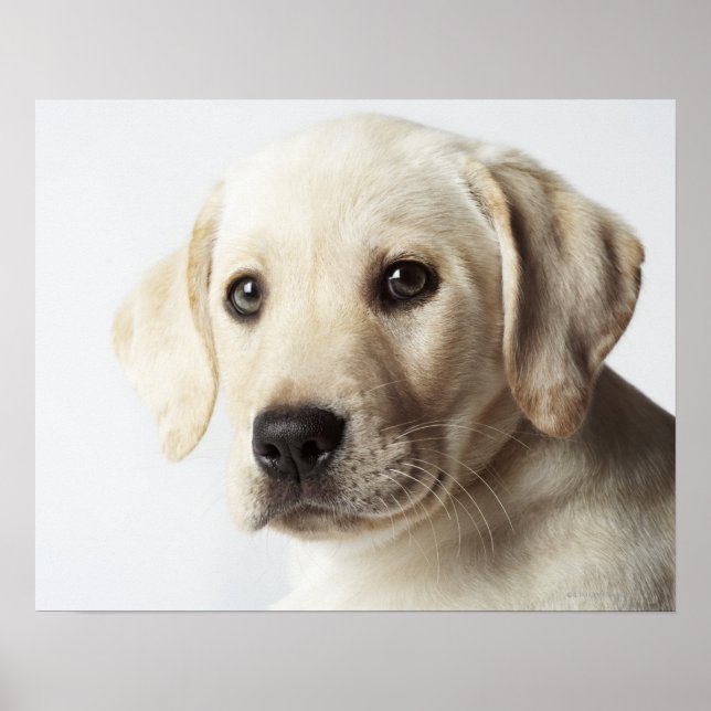Portrait of blonde Labrador Retriever Puppy Poster (Front)