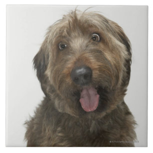 Portrait of Briard dog Ceramic Tile