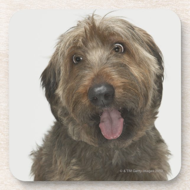 Portrait of Briard dog Coaster (Front)