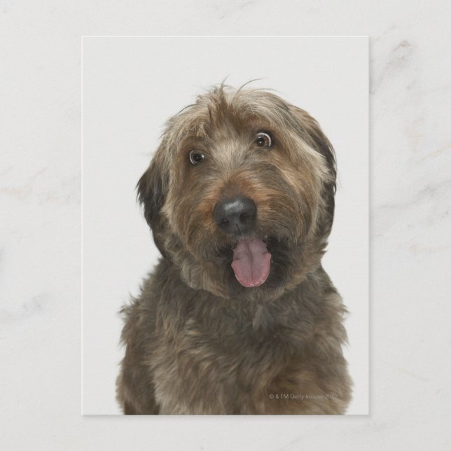 Portrait of Briard dog Postcard (Front)